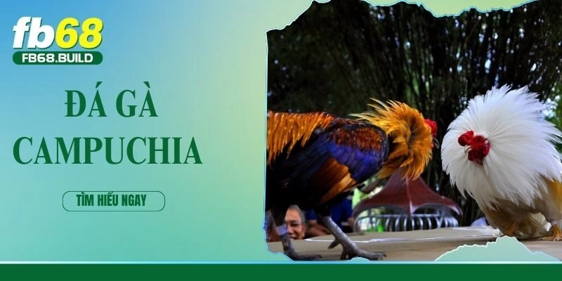 Đá Gà Campuchia – Trận Đấu Đỉnh Cao Từ Trường Gà Nổi Tiếng